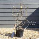 4ft Red Bamboo | Fargesia scarbrida 'Asian Wonder' | 5L Pot