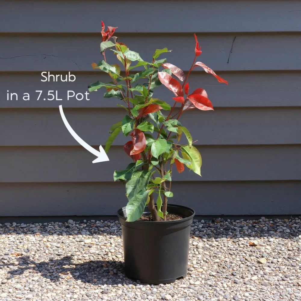 5ft Photinia 'Red Robin' | 7.5L Pot