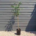 5ft Common Beech Tree | Fagus sylvatica | 9L Pot