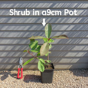 Compact Oleaster | Elaeagnus ebbingei 'Compacta' | 9cm Pot