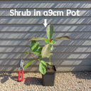 15cm Viburnum tinus | 9cm Pot
