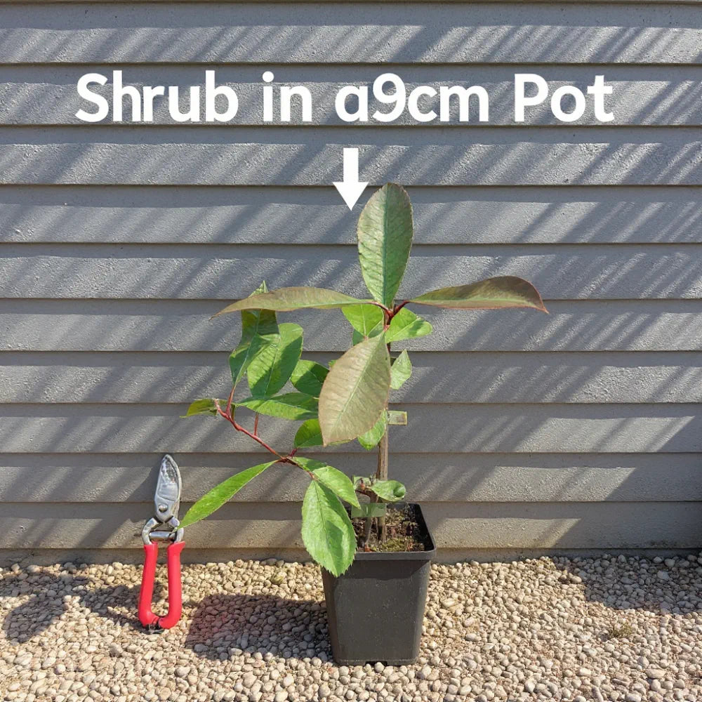Best Small Evergreen Shrubs Collection | Growers Choice | 3 Plants in 9cm Pots