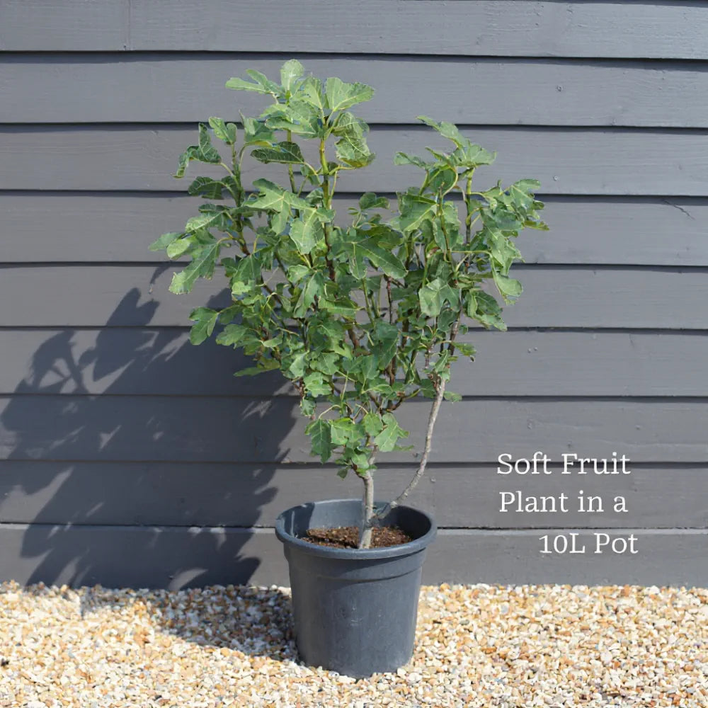 Panachee 4ft 'Panachée' Fig Tree | 10L Pot – Woven Wood