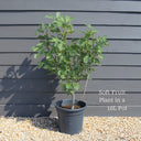 UK Hardy Fig Tree | 3ft 'Brown Turkey' in 10L Pot