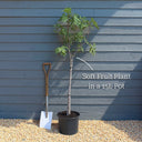 5ft Half Standard 'Ice Crystal Fig Tree | 15L Pot