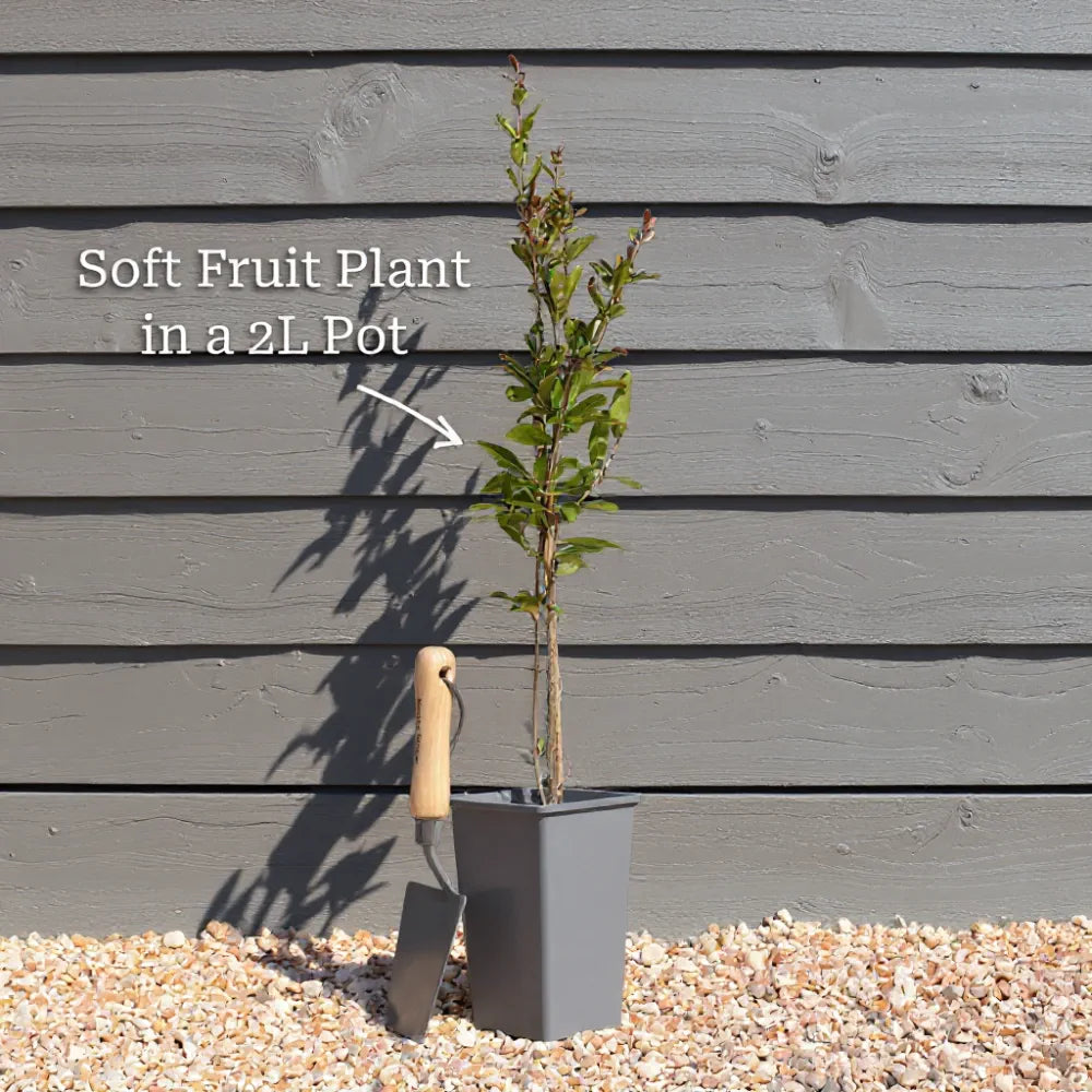 80cm 'Captivator' Gooseberry Bush | 2L Pot