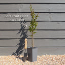 3ft Solissimo' Kiwi Plant | 2L Pot