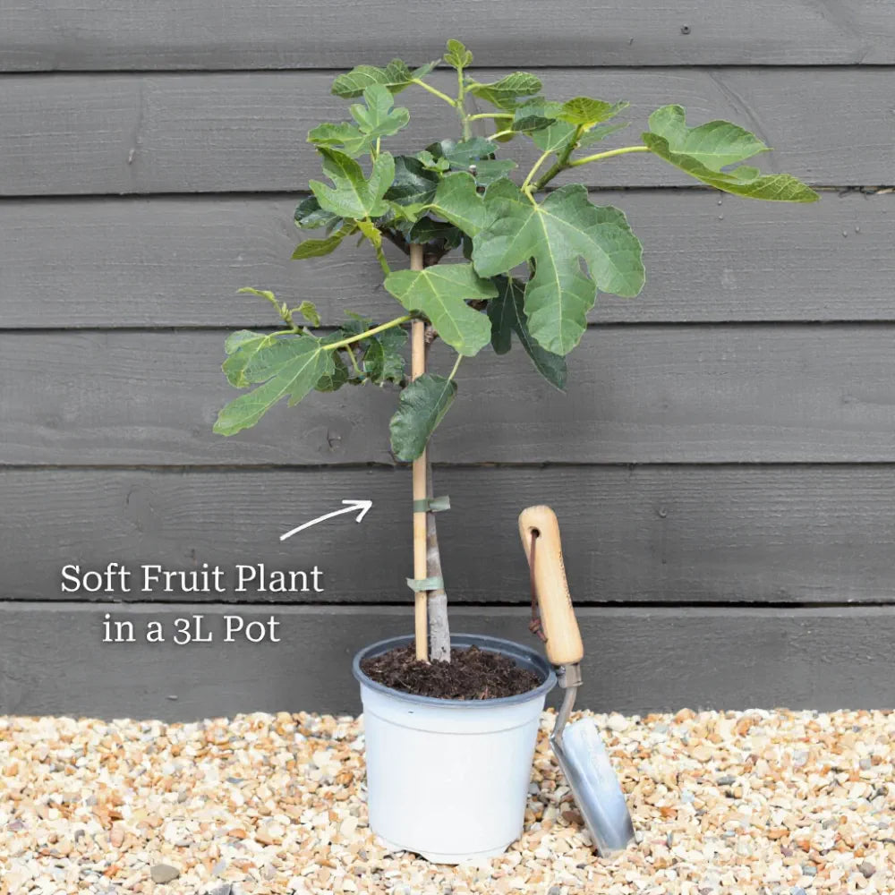 3ft 'Supernova' Seedless Outdoor Grape Vine | 3L Pot
