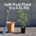 UK Hardy Fig Tree | 'Brown Turkey' in 4.5L Pot