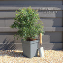 Large 'Duke' Blueberry Bush | 5L Pot