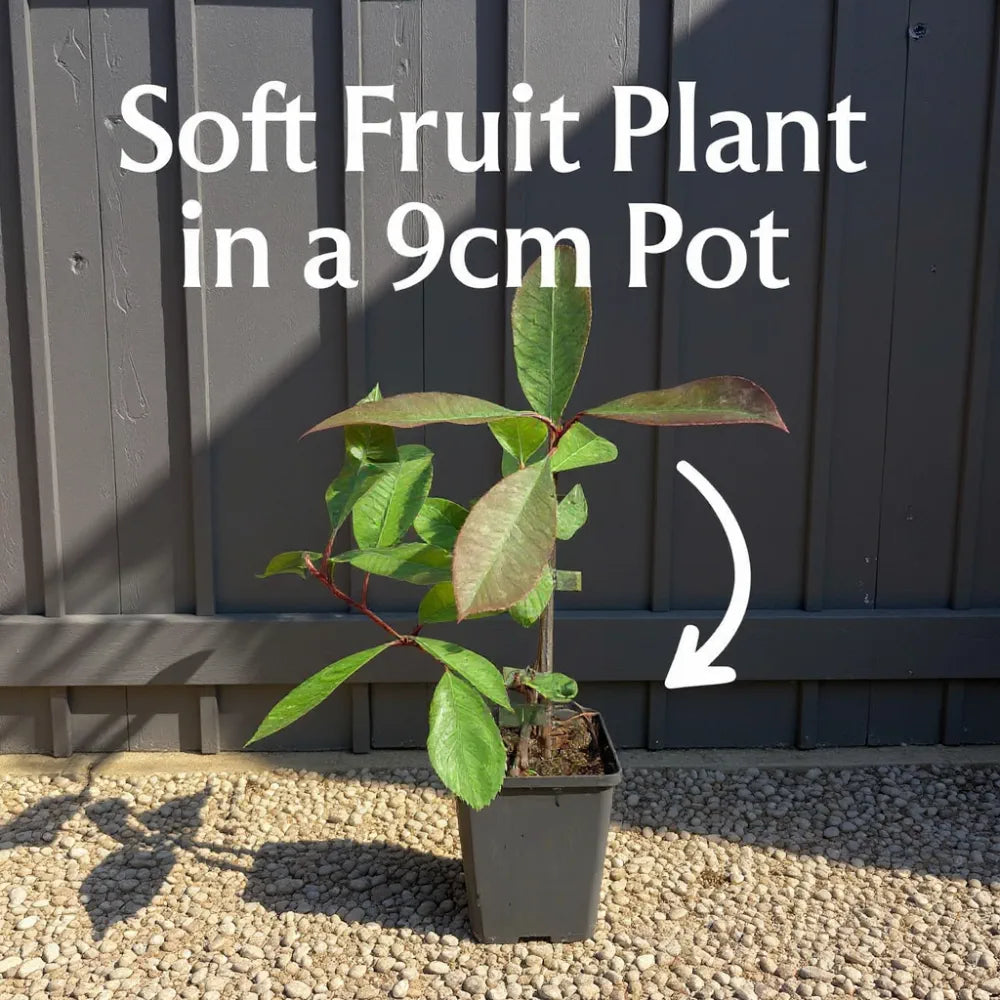 3 Pilgrim' Cranberry Plants | 9cm Pots