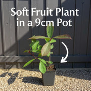 'Red Pearl' Lingonberry Plant | 9cm Pot