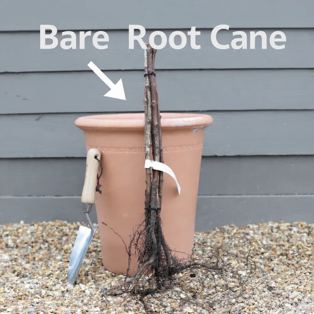 5 'Cascade Delight' Raspberry Canes