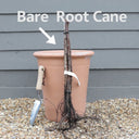 5 'Malling Admiral' Raspberry Canes