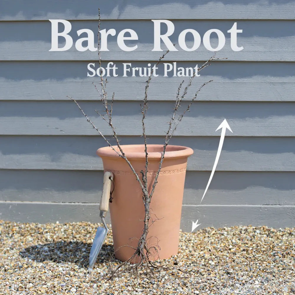 10x 'Pineberry' Strawberry Plant | Bare Root
