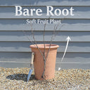 'Big Ben' Blackcurrant Bush | Bare Root