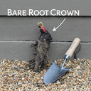 Raspberry Red' Rhubarb Plant | Single Bare Root Crown