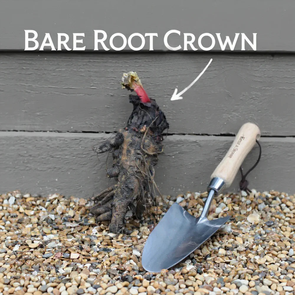 'Fulton's Strawberry Surprise' Rhubarb Plant | 3 Bare Root Crowns