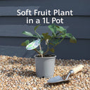 1ft Cranberry Plant | 1L Pot