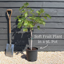 5ft 'Wellington' Mulberry Tree | 7.5L Pot | 2 Years Old