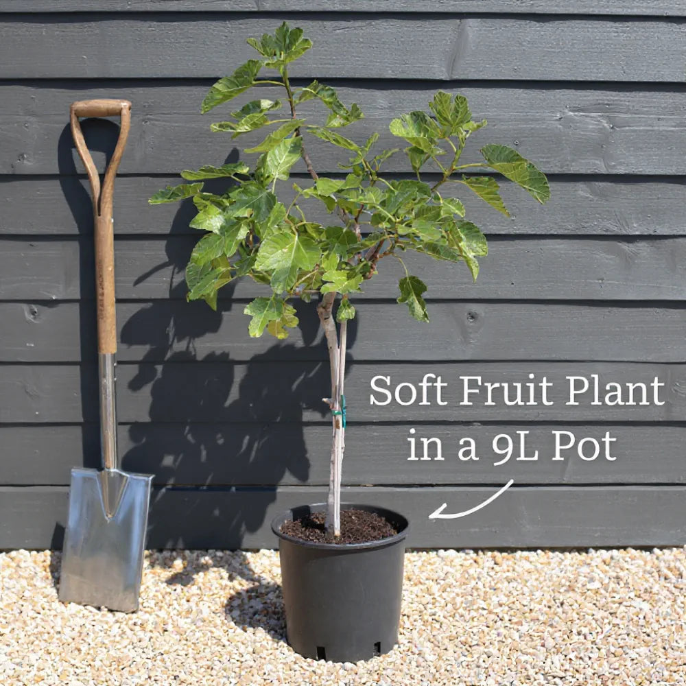 UK Hardy Fig Tree 'Brown Turkey' | 3ft Quarter Standard Tree in a 9L Pot