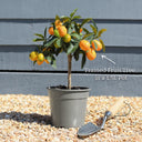 Patio Kumquat Tree | Grafted | 1.5L Pot