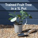 Kaffir Lime Tree | Citrus Hystrix | 1L Pot