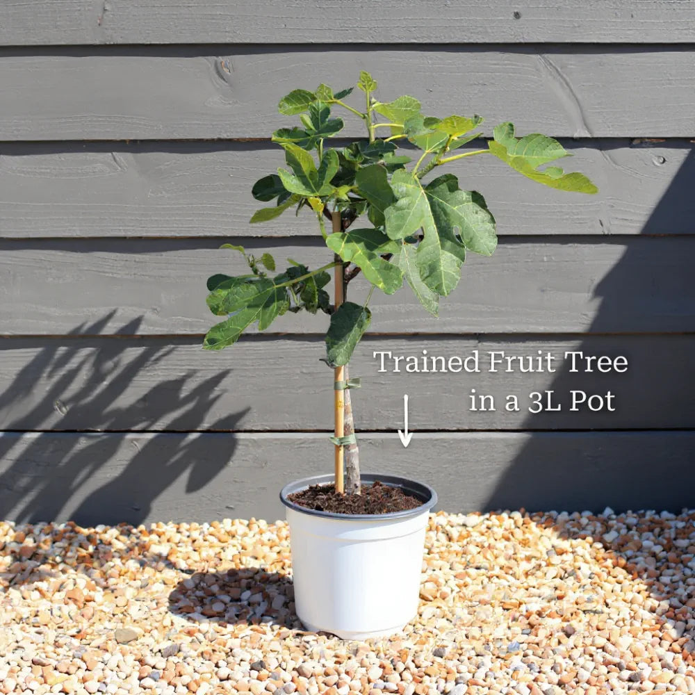 Patio 'Little Miss Figgy' Fig Tree | 3L Pot