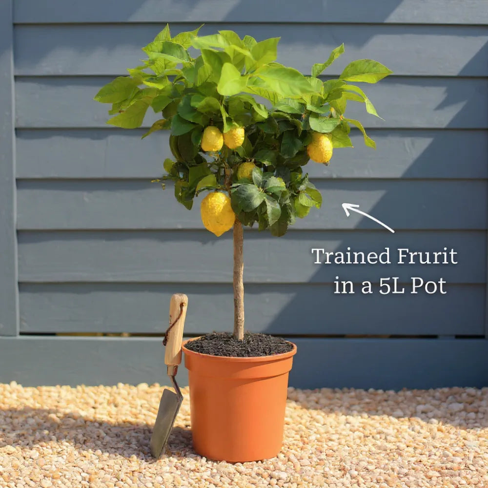 Gift Wrapped Lemon Tree in a 5L Pot | The Perfect Plant Present