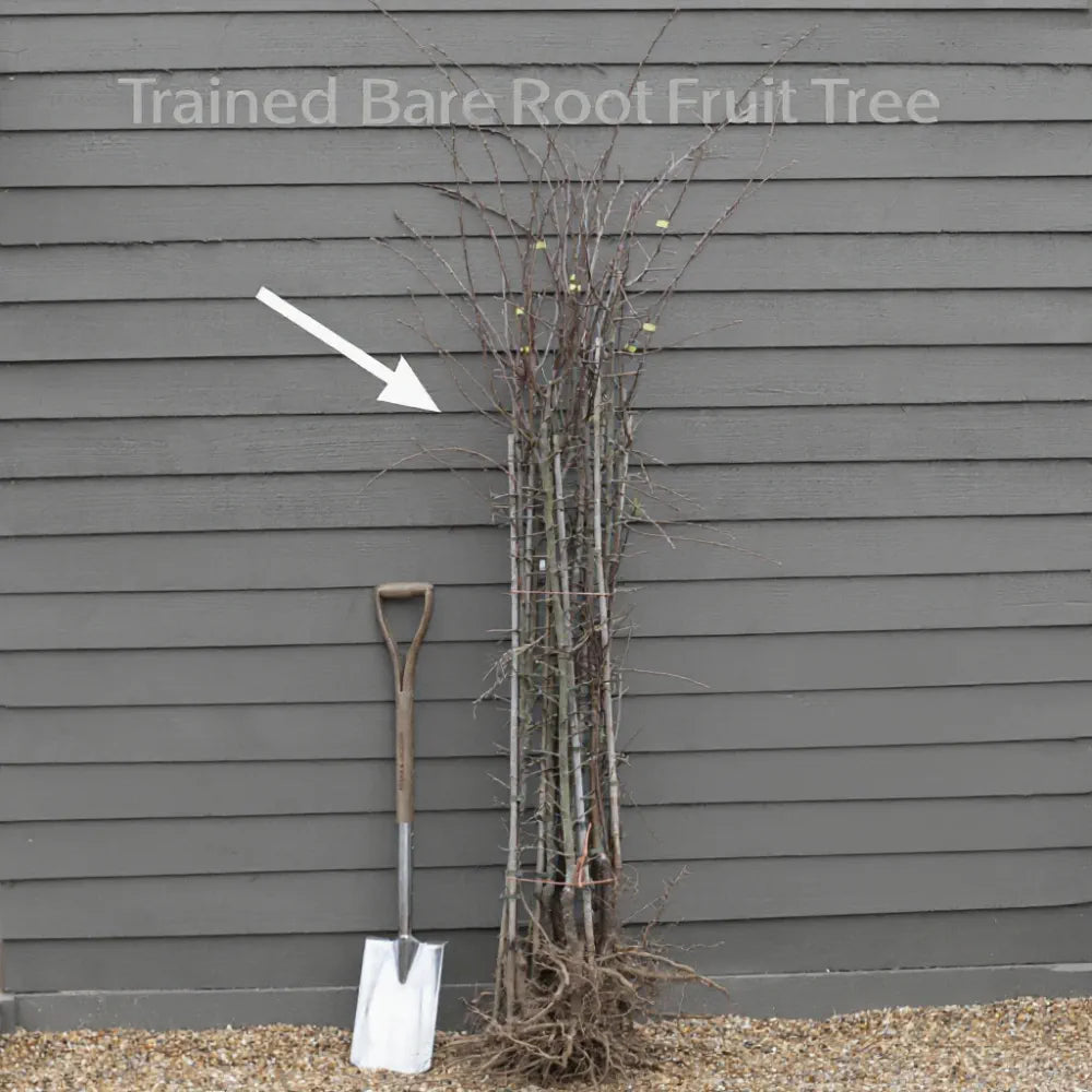 'Discovery', 'James Grieve' & 'Sunset' (Bare Root) Trio Tree