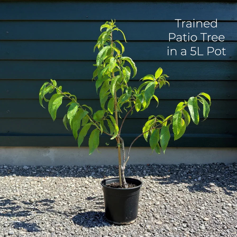 can you plant a pear tree in a pot Patio 'Conference' Pear Tree
