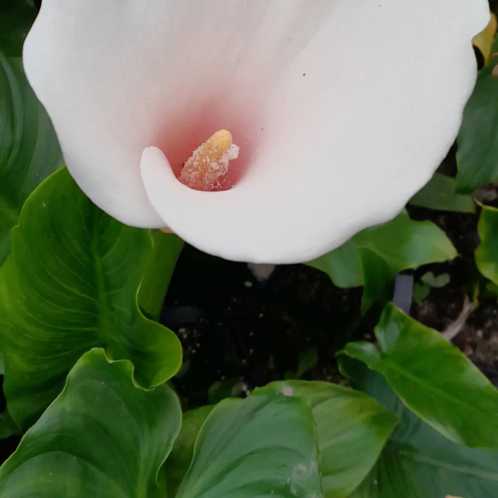 Zantedeschia aethiopica ‘Marshmallow’ | ‘Marshmallow’ arum lily (calla lily) | Marginal Plant
