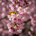 5ft 'Accolade Pink' Cherry Blossom Tree | 7.5L Pot | 2 Years Old