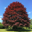 8ft Norway Maple Tree | Mature Acer platanoides 'Crimson Sentry' | 18L Pot