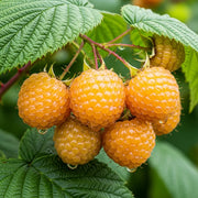 30cm 'All Gold Raspberry Plant | 3L Pot
