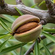 5ft 'Robijn' Almond Tree | 9L Pot