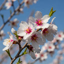 Patio 'Robijn' Almond Tree | 3ft | 4.5L Pot