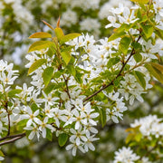 80-100cm Amelanchier canadensis Hedging | Bare Root
