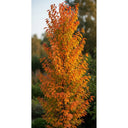 5ft 'Flagpole' Cherry Blossom Tree | Prunus Amanogowa | 7.5L Pot | 2 Years Old