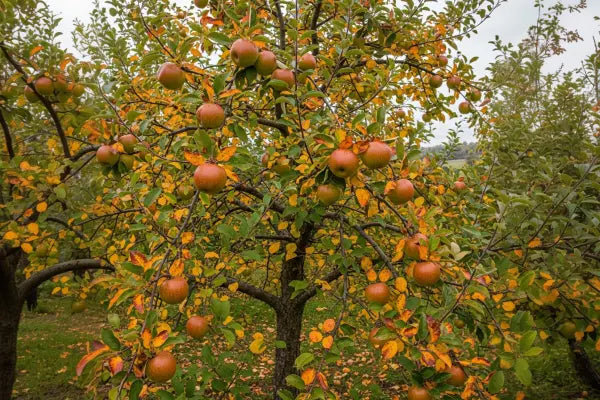 Apple Trees