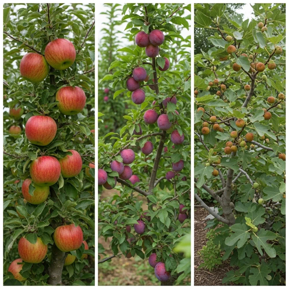 3 Super Easy to Grow Fruit Trees | Fig in 3L Pot & 2 Tall Bare Root Trees (Apple & Plum)