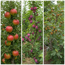 3 Super Easy to Grow Fruit Trees | Fig in 3L Pot & 2 Tall Bare Root Trees (Apple & Plum)