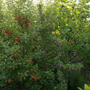 3 Super Easy to Grow Fruit Trees | Apple (9L), Fig (3L) & Plum (9L)