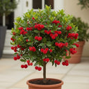 3ft Strawberry Tree | Arbutus unedo | 3L Pot
