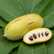 1ft Paw-Paw Plant | Asimina Triloba | 9cm Pot