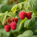 5 'Autumn Bliss' Raspberry Canes