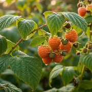 Ripe 'Autumn Treasure' raspberries hang from a branch with lush green leaves, glistening with morning dew, against a blurred natural background.