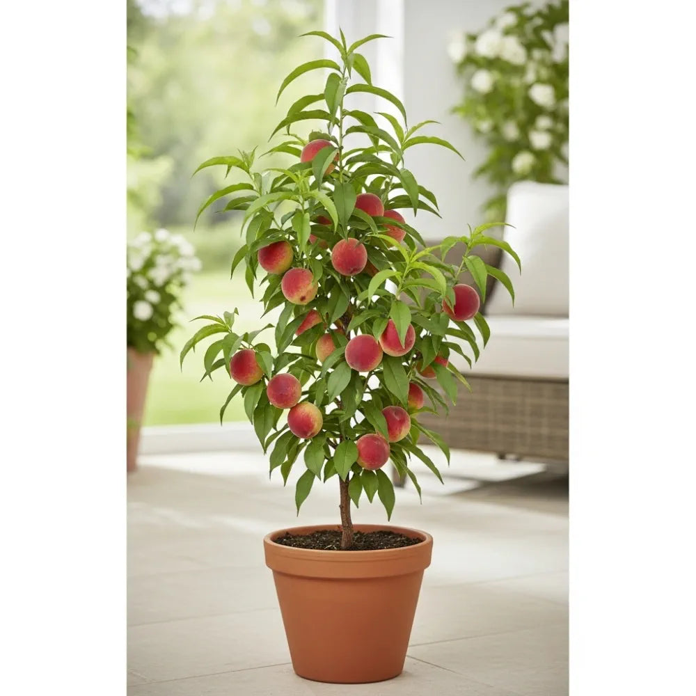 Patio 'Avalon Pride' Peach Tree | 3ft | 4.5L Pot