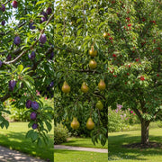 Award Winning Patio Fruit Tree Collection | Bare Root Cherry, Pear & Plum Trees