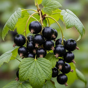 Cluster of glossy 'Baldwin' blackcurrants hanging from a branch with vibrant green leaves, showcasing the dark berries in a natural outdoor setting.